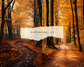 Autumn Woods | Fall Digital Backdrops